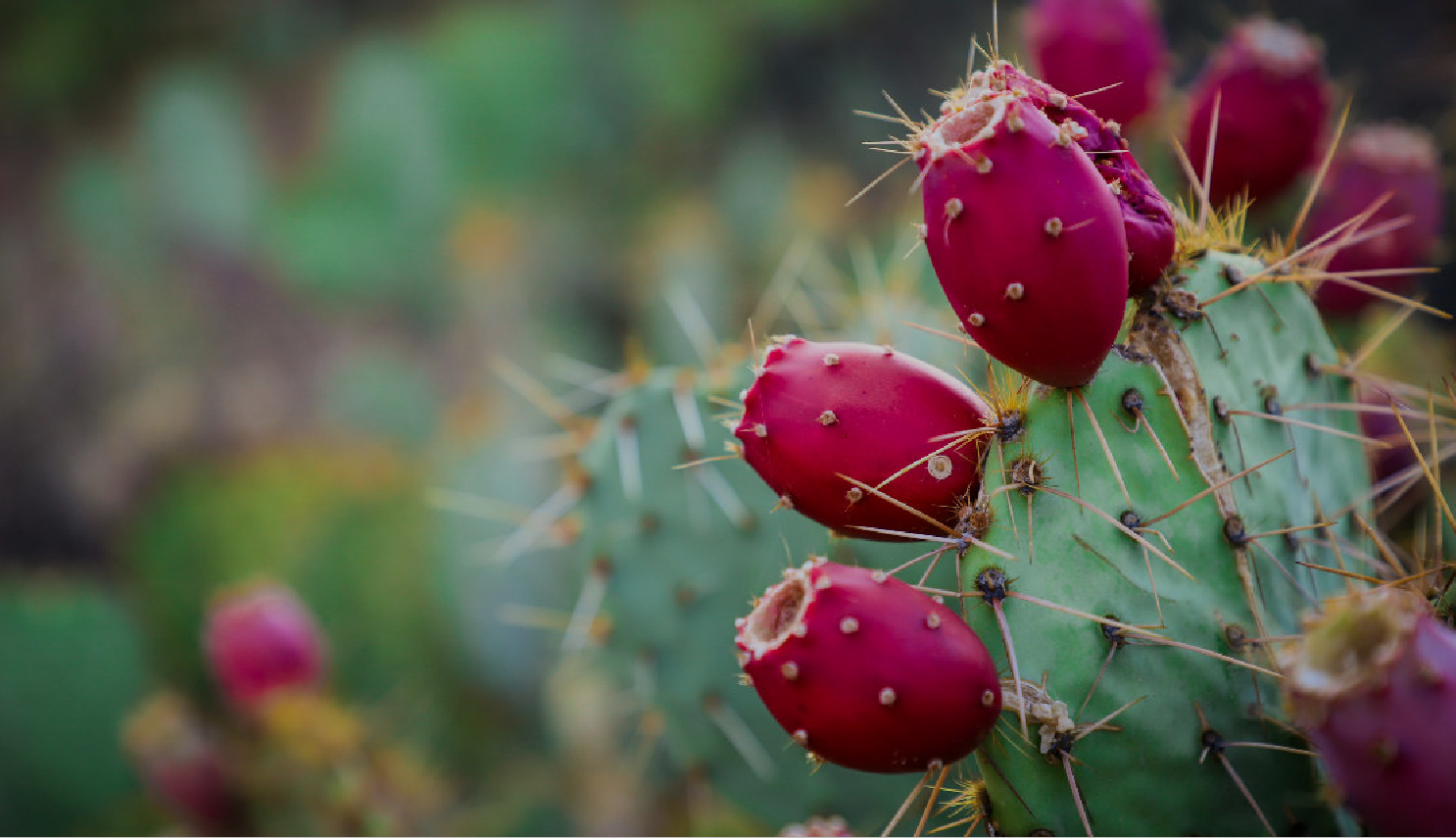 view of the Fico d'india business card